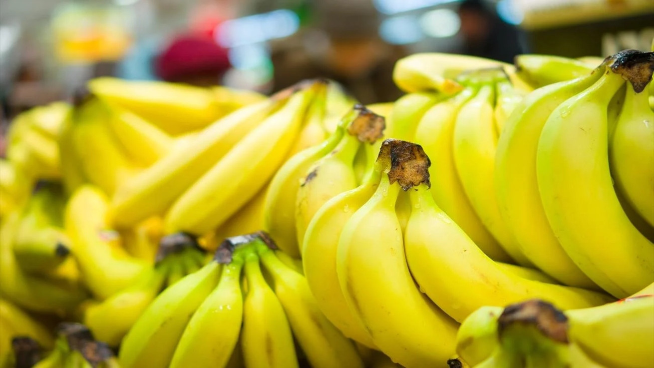 Επιστήμονες και αγρότες αγωνίζονται να σώσουν τις καλλιέργειες μπανανών