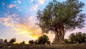 Επιστρέφει η ομαλότητα στην αγορά ελαιολάδου