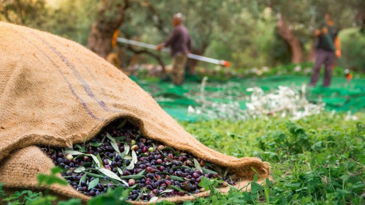 Γιατί οι παραγωγοί ελαιόλαδου στρέφονται στον τουρισμό