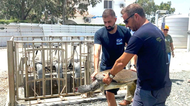 Απελευθέρωση χελώνας μετά από θεραπεία, στα πλαίσια του έργου 